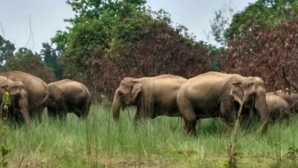 Odisha-Elephant-attack_20240619_135846_0000.jpg