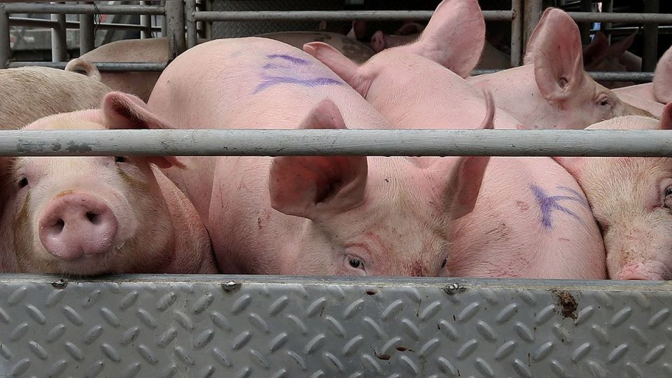 Pigs-Pork-ASF-20August2024.jpg