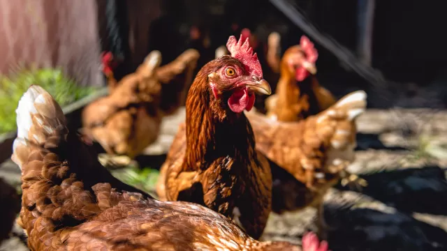 Poultry-farm.webp