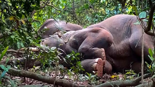 Pregnant-Elephant-dies.jpg