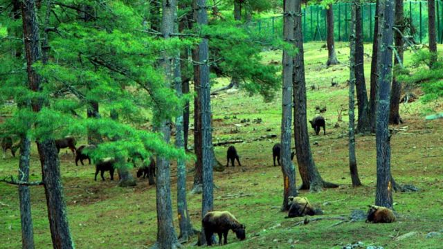 ROyal-takin-preserve-1.jpg