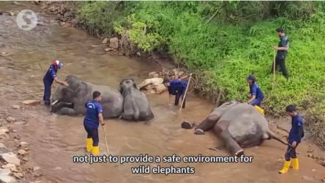 Screenshot-2024-04-09-at-11-51-40-Long-term-plan-for-wild-elephants.png