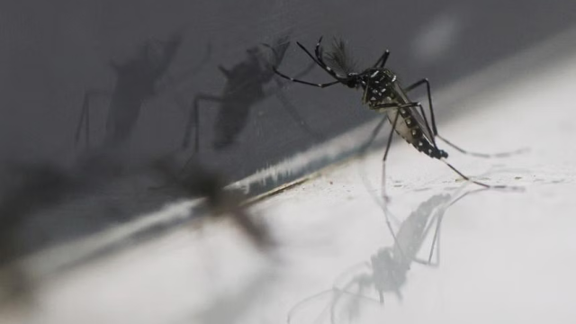 Screenshot-2024-05-13-at-11-20-20-High-worldwide-dengue-numbers-may-not-impact-Singapore-Experts.png