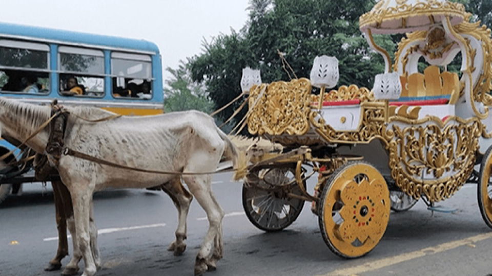 Screenshot-2024-05-15-at-09-48-44-Plight-of-horses-in-Kolkata-raises-concerns-The-Statesman.png