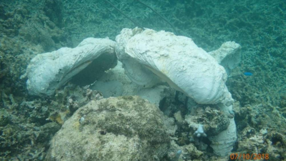Screenshot-2024-05-21-at-10-55-25-PCG-bares-photos-of-Chinas-harvest-of-marine-species.png
