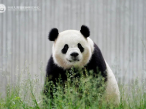 Giant pandas make their way to US capital