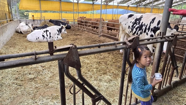 The20rescued20Flower20Cows20are20of20the20Holstein.avif