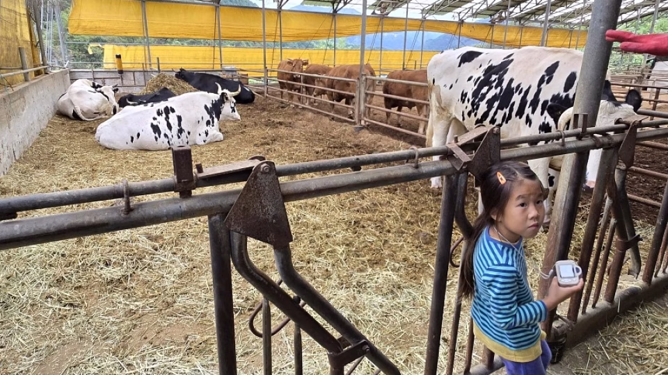 The20rescued20Flower20Cows20are20of20the20Holstein.avif