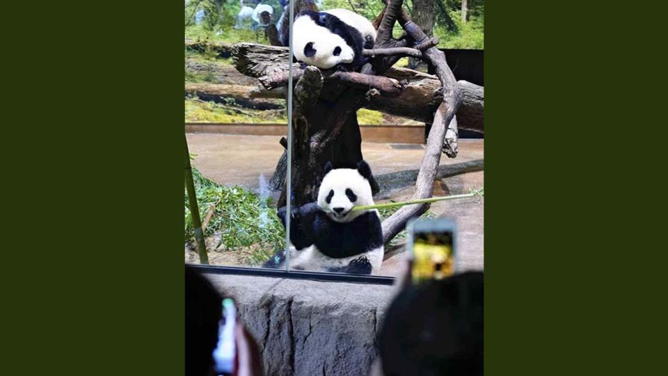 Ueno-panda1.jpg