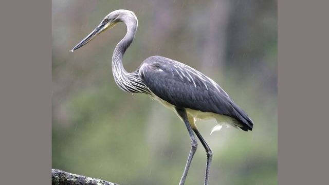 White-bellied-heron.jpg