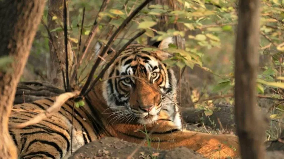Young20male20tiger2C20Ranthambhore20Tiger20Reserve2C20Rajasthan2C20India20-20Success20spawns20new20challenges2C20pic20by20Nirmal20Ghosh20_1.webp