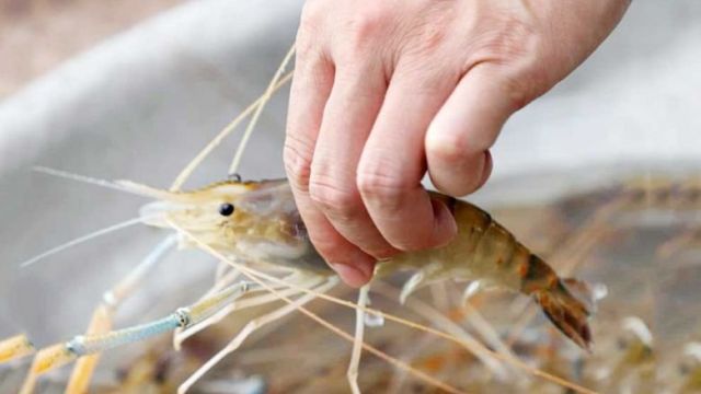 a_close-up_of_a_takeo_crayfish_in_traing_district_takeo_province._maff.jpg