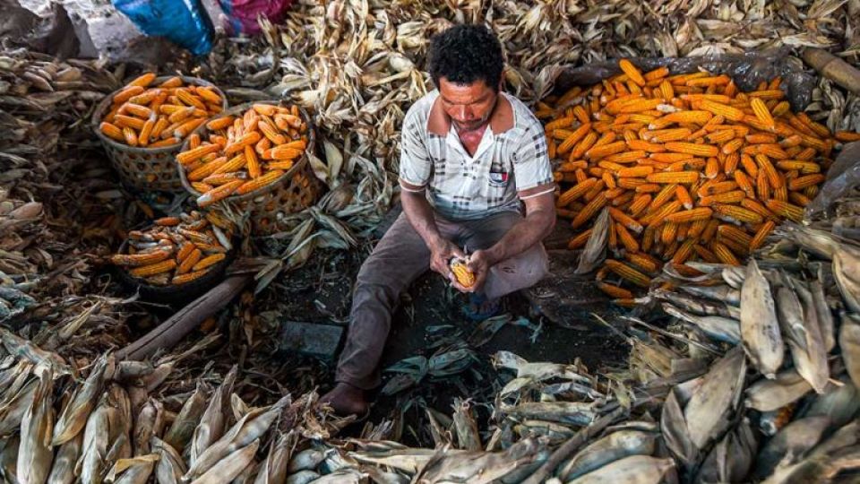 a_farmer_shucks_red_corn_in_tbong_khmum_district_of-1.jpg