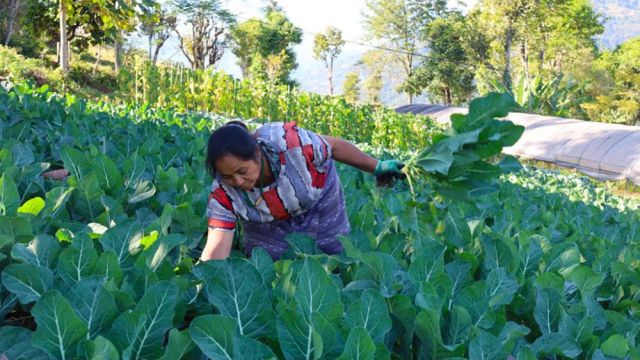 agriculture-16.jpg
