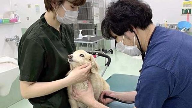 animal-clinic.jpg
