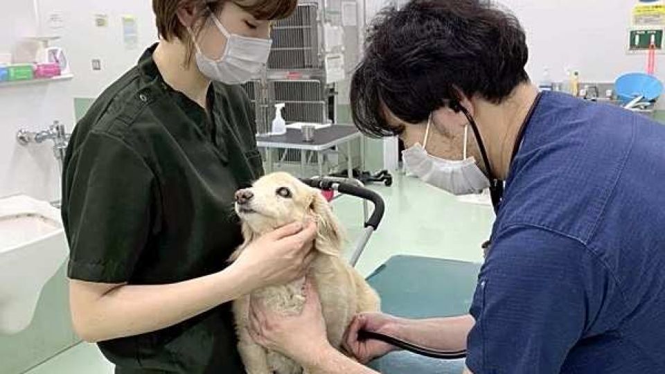 animal-clinic.jpg