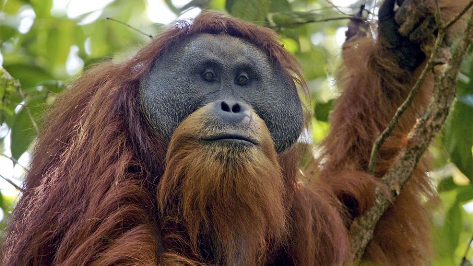 ape-indonesia.jpg
