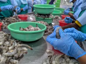 Shrinking sales: US’ biggest shrimp supplier India, rocked by tariffs, seeks new markets