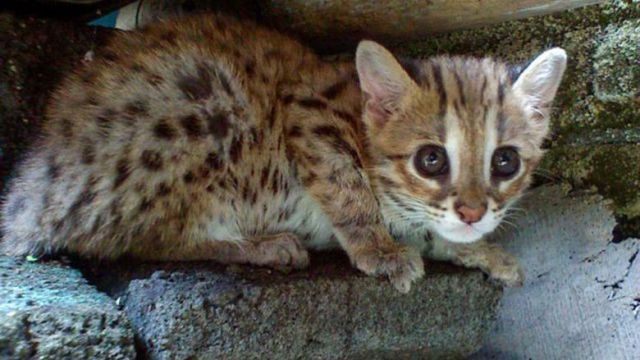 asian-leopard-cat.jpg
