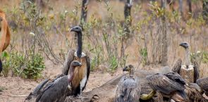 Conservation success: Cambodia’s vulture population appears to be growing, say NGOs