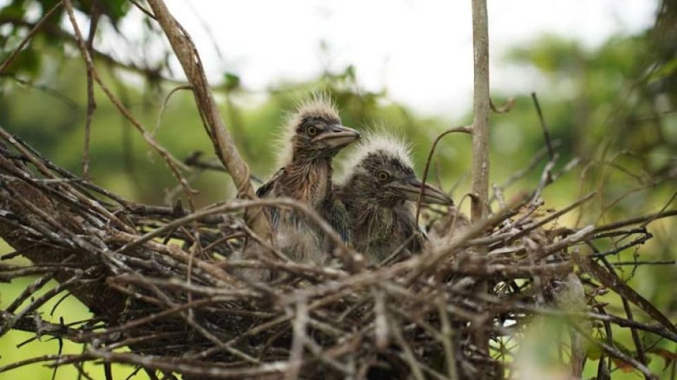 birds_nesting_in_the_secluded_area_of_the_capitals_dangkor_district_last_september._yousos_apdoulrashim.jpg