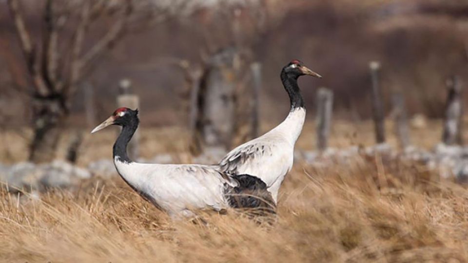 Bhutan's black-necked crane population increases but key habitats see  decline - Asia News NetworkAsia News Network