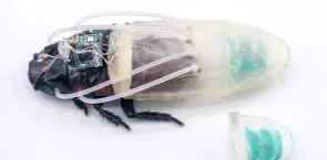 ‘Diving suits’ developed to assist Singapore’s cyborg cockroaches in underwater search-and-rescue efforts