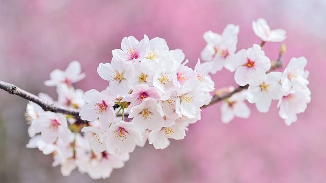 cherry-blossoms-2218781_640.jpg