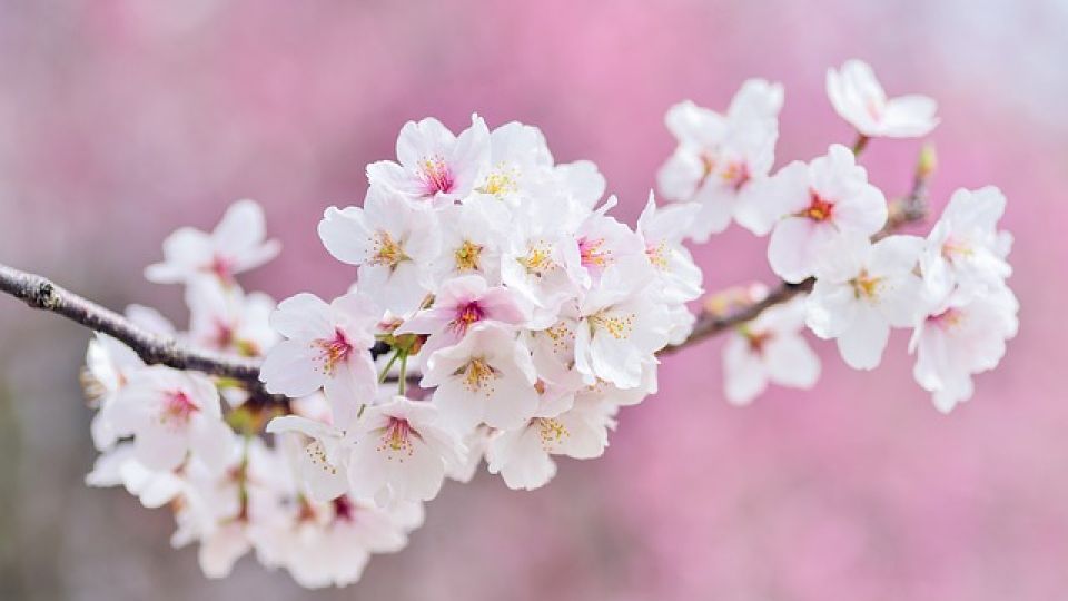 cherry-blossoms-2218781_640.jpg