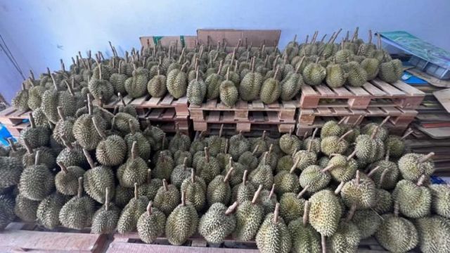 choeun_kimseng_owns_a_durian_plantation_in_kampong_cham_province._supplied.jpg