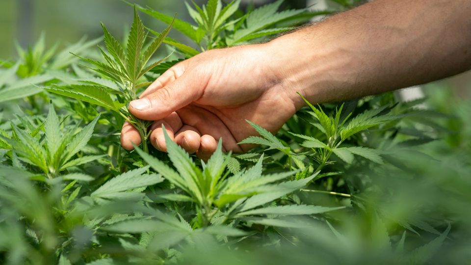 crystalweed-cannabis-F-ZXqLioXxg-unsplash.jpg
