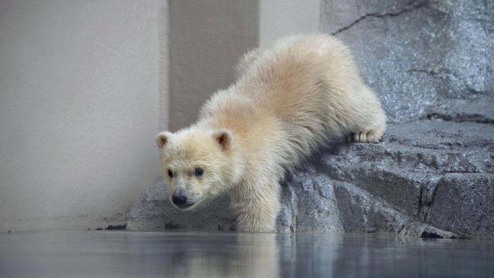 cub.jpg