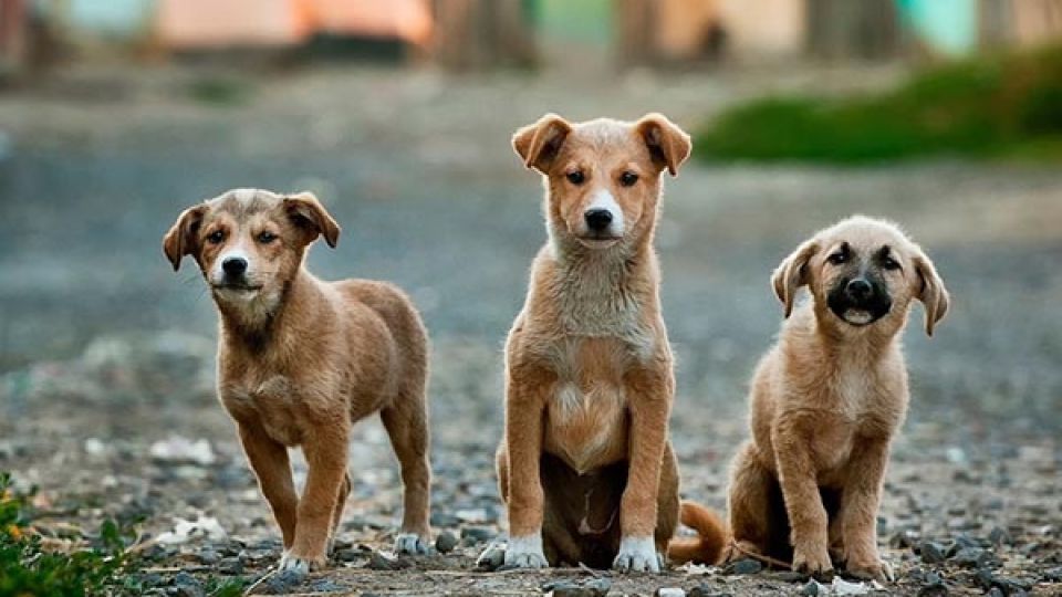 I'll eat any dog except my own': Indonesia wrestles with culinary habits - Asia News NetworkAsia News Network I'll eat any dog except my own': Indonesia wrestles with culinary habits - Asia News NetworkAsia News Network