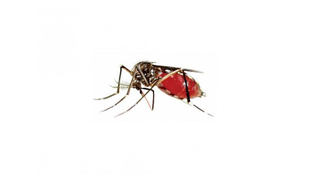 dengue.jpeg