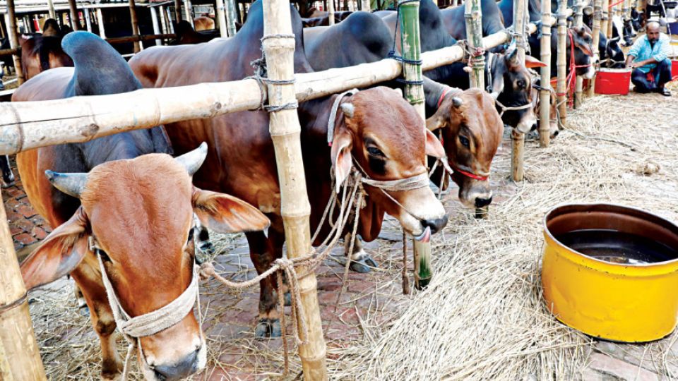 dholaikhal-cattle-market.jpeg