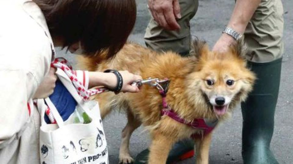dog-2-450x399-1.jpg