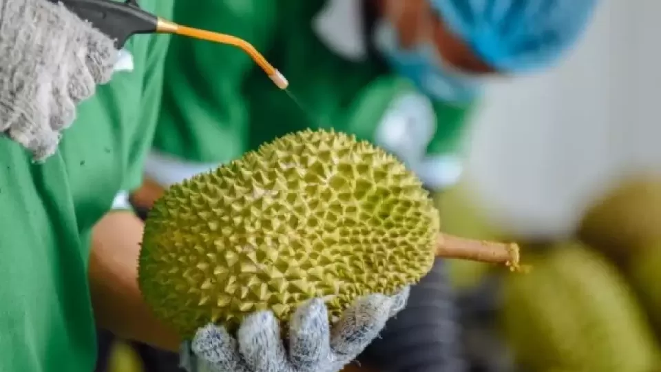 durian.webp
