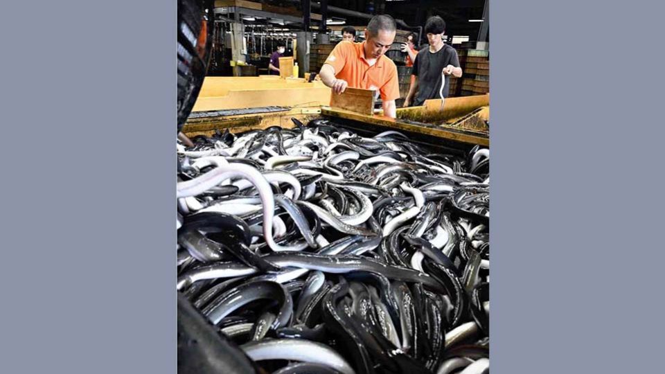 eel-WEB用）.jpg