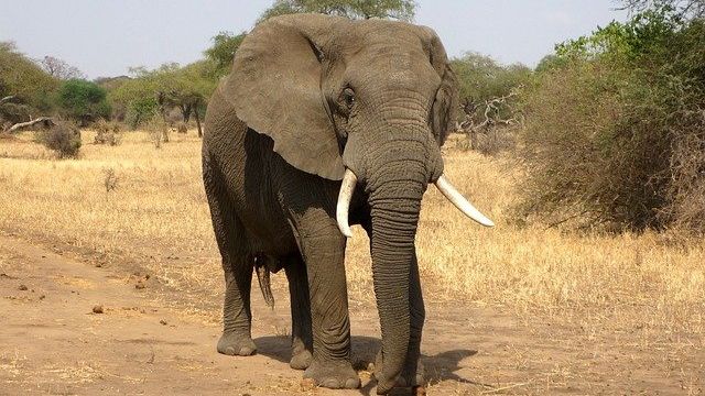 elephant-114543_640.jpg