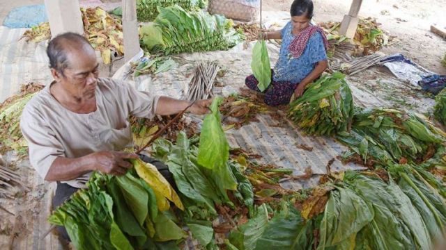 farmers_prepare_tobacco_leaves_for_drying_in_kroch_chhmar_district_tbong_khmum_province_on_february_6._yousos_apdoulrashim.jpg
