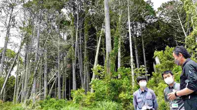 forests.jpeg