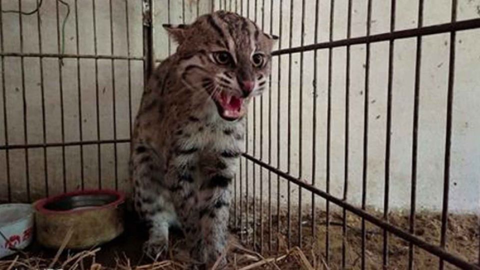 fortune-favours-fishing-cats.jpg