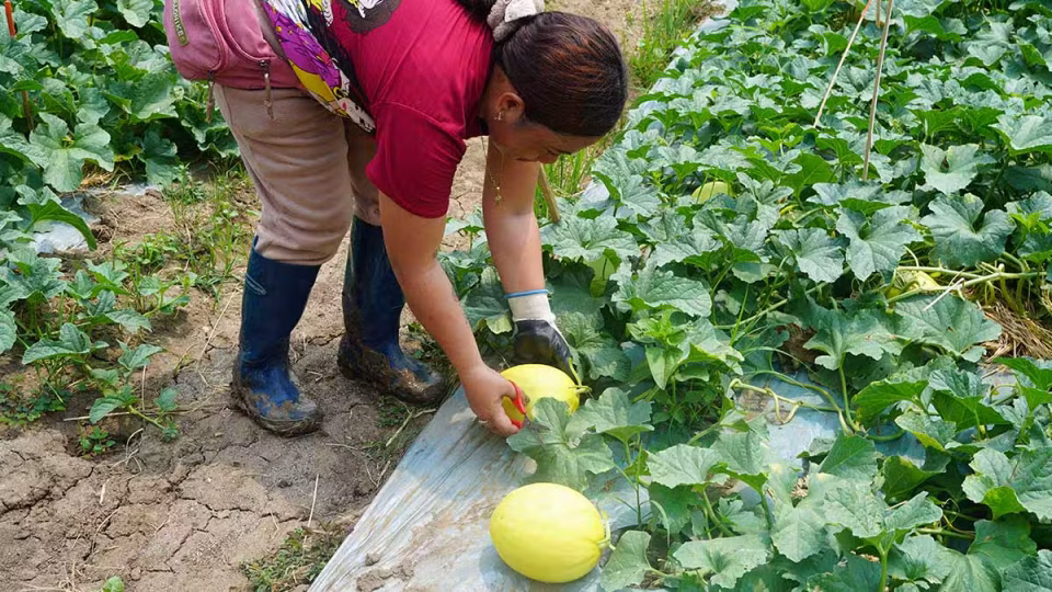greenhouse-isabela-harvests-honeydew-6April2026.jpg.avif