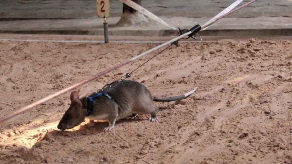 herorat.jpg