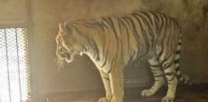 Wildlife park in China under probe for deaths of tigers, some found in freezers