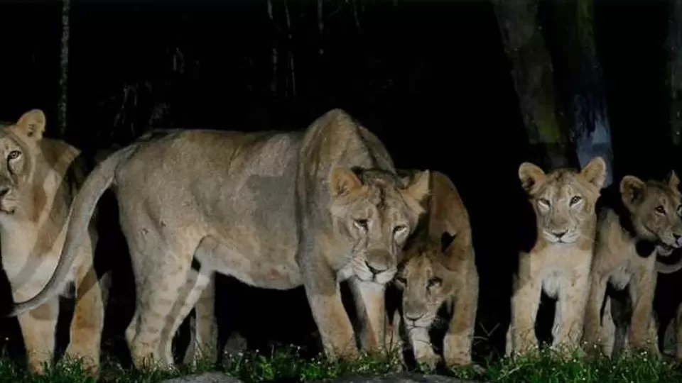 hzlions101121a-scaled.webp