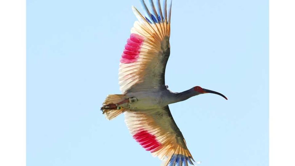 ibis2.jpg