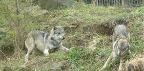 Wolf believed to have used vegetation growing on wall to climb, escape Tokyo zoo