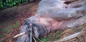 Heartbreaking tragedy as three wild elephants found dead from electrocution in Thai fruit orchard