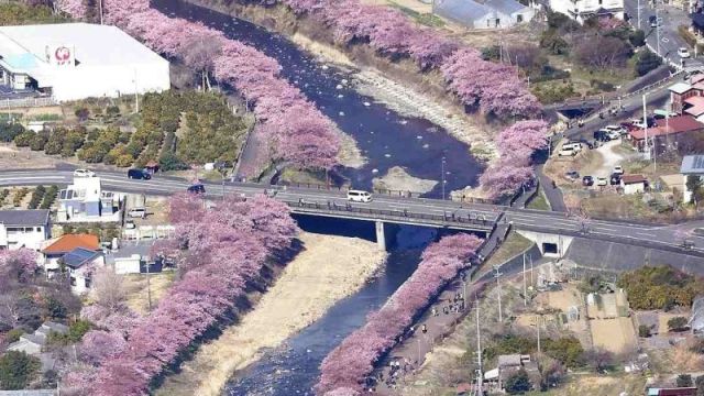 kawazu-sakura-0214-1.jpg